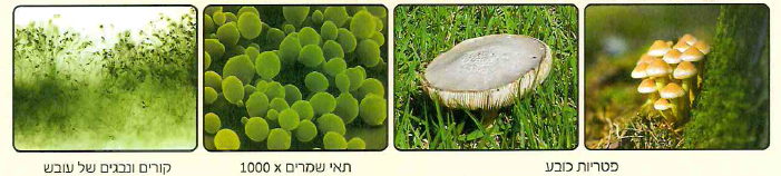 (בספר 2 תמונות)